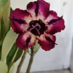 Planta Dobrada 3099 – 30cm – 02 anos