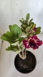 Planta Dobrada 3099 – 30cm – 02 anos - Imagem 4