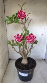 Planta Dobrada 3100 – 50cm – 04 anos - Imagem 2