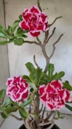 Planta Dobrada 3100 – 50cm – 04 anos - Imagem 4