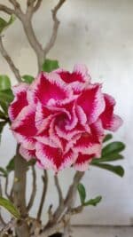 Planta Dobrada 3100 – 50cm – 04 anos