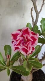 Planta Dobrada 3100 – 50cm – 04 anos - Imagem 7