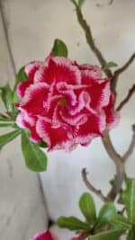 Planta Dobrada 3100 – 50cm – 04 anos - Imagem 5