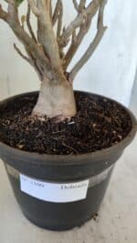 Planta Dobrada 3100 – 50cm – 04 anos - Imagem 11