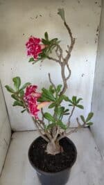 Planta Dobrada 3100 – 50cm – 04 anos - Imagem 10