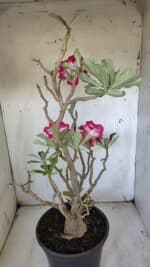 Planta Dobrada 3100 – 50cm – 04 anos - Imagem 9