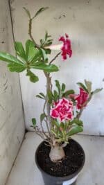 Planta Dobrada 3100 – 50cm – 04 anos - Imagem 8