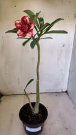 Planta Dobrada 3101 – 30cm – 02 anos - Imagem 2