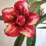 Planta Dobrada 3101 – 30cm – 02 anos