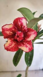 Planta Dobrada 3101 – 30cm – 02 anos