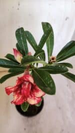 Planta Dobrada 3101 – 30cm – 02 anos - Imagem 4