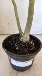 Planta Dobrada 3101 – 30cm – 02 anos - Imagem 6