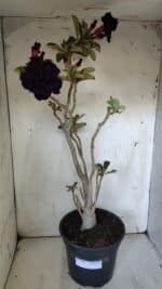 Planta Dobrada 3103 – 60cm – 04 anos - Imagem 2