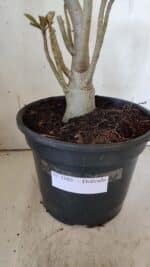 Planta Dobrada 3103 – 60cm – 04 anos - Imagem 9