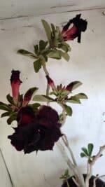 Planta Dobrada 3103 – 60cm – 04 anos - Imagem 5