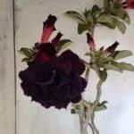 Planta Dobrada 3103 – 60cm – 04 anos