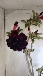 Planta Dobrada 3103 – 60cm – 04 anos