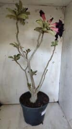 Planta Dobrada 3103 – 60cm – 04 anos - Imagem 8