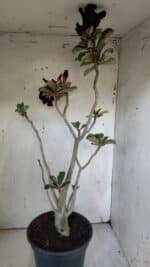 Planta Dobrada 3103 – 60cm – 04 anos - Imagem 7