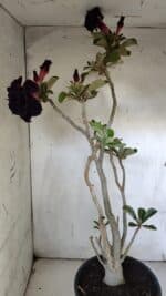 Planta Dobrada 3103 – 60cm – 04 anos - Imagem 6