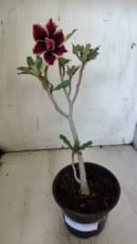 Planta Dobrada 3104 – 30cm – 02 anos - Imagem 2