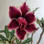 Planta Dobrada 3104 – 30cm – 02 anos