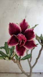 Planta Dobrada 3104 – 30cm – 02 anos