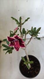 Planta Dobrada 3104 – 30cm – 02 anos - Imagem 4