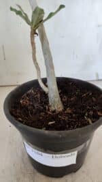 Planta Dobrada 3104 – 30cm – 02 anos - Imagem 7