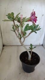 Planta Dobrada 3104 – 30cm – 02 anos - Imagem 6