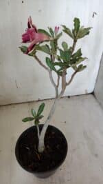 Planta Dobrada 3104 – 30cm – 02 anos - Imagem 5