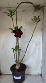 Planta Dobrada 3105 – 60cm – 04 anos - Imagem 2