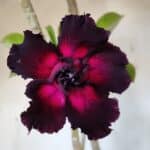 Planta Dobrada 3105 – 60cm – 04 anos