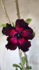 Planta Dobrada 3105 – 60cm – 04 anos