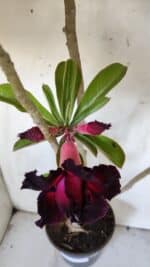 Planta Dobrada 3105 – 60cm – 04 anos - Imagem 4