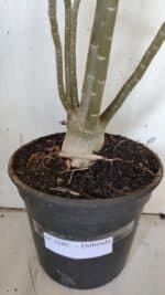 Planta Dobrada 3105 – 60cm – 04 anos - Imagem 8