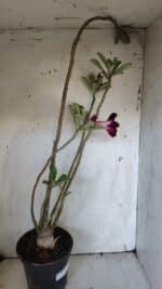 Planta Dobrada 3105 – 60cm – 04 anos - Imagem 7