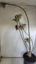 Planta Dobrada 3105 – 60cm – 04 anos - Imagem 6