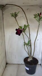 Planta Dobrada 3105 – 60cm – 04 anos - Imagem 5