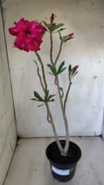 Planta Dobrada 3164 – 35cm – 03 anos - Imagem 2