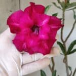 Planta Dobrada 3164 – 35cm – 03 anos