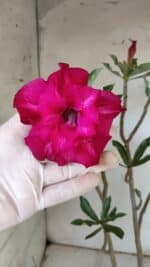 Planta Dobrada 3164 – 35cm – 03 anos