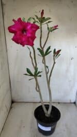 Planta Dobrada 3164 – 35cm – 03 anos - Imagem 7