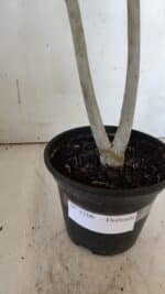 Planta Dobrada 3164 – 35cm – 03 anos - Imagem 6