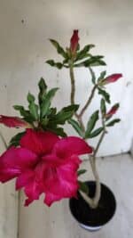 Planta Dobrada 3164 – 35cm – 03 anos - Imagem 4