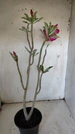 Planta Dobrada 3164 – 35cm – 03 anos - Imagem 5