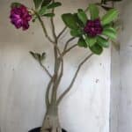 Planta Dobrada 3107 – 70cm – 05 anos