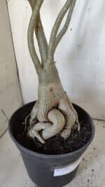 Planta Dobrada 3107 – 70cm – 05 anos - Imagem 7