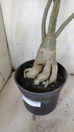 Planta Dobrada 3107 – 70cm – 05 anos - Imagem 6