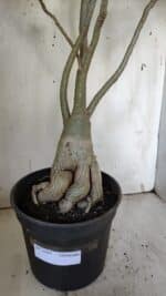 Planta Dobrada 3107 – 70cm – 05 anos - Imagem 8